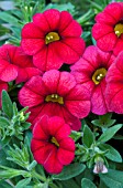 CALIBRACHOA CALIPETITE RED