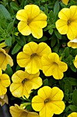 CALIBRACHOA CALIPETITE YELLOW