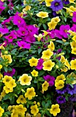 CALIBRACHOA CALLIE MIX