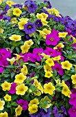 CALIBRACHOA CALLIE MIX