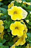 CALIBRACHOA CALLIE YELLOW