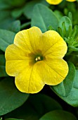 CALIBRACHOA CALLIE YELLOW