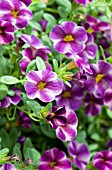 CALIBRACHOA CAN CAN PURPLE STAR