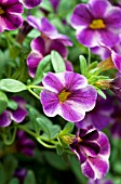 CALIBRACHOA CAN CAN PURPLE STAR