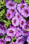 CALIBRACHOA MILLION BELLS BOUQUET AMETHYST