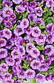 CALIBRACHOA MILLION BELLS BOUQUET AMETHYST