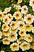 CALIBRACHOA MILLION BELLS TROPICAL DELIGHT