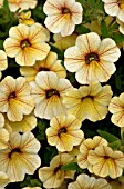 CALIBRACHOA MILLION BELLS TROPICAL DELIGHT