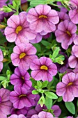 CALIBRACHOA MILLION BELLS WINE