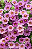 CALIBRACHOA MILLION BELLS WINE