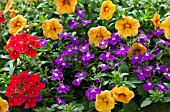 CALIBRACHOA, VERBENA, LOBELIA, MIX, ANNUAL