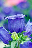 CAMPANULA APPEAL DEEP BLUE