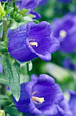 CAMPANULA APPEAL DEEP BLUE