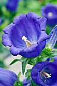 CAMPANULA APPEAL DEEP BLUE