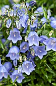 CAMPANULA COCHLEARIIFOLIA SWINGING BELLS BLUE