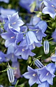 CAMPANULA COCHLEARIIFOLIA SWINGING BELLS BLUE