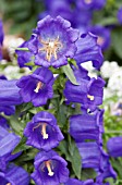 CAMPANULA MEDIUM APPEAL DEEP BLUE