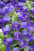 CAMPANULA MEDIUM APPEAL DEEP BLUE