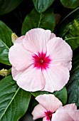 CATHARANTHUS ROSEUS CORA APRICOT