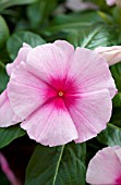 CATHARANTHUS ROSEUS CORA CASCADE STRAWBERRY