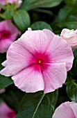 CATHARANTHUS ROSEUS CORA CASCADE STRAWBERRY