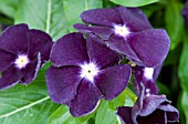 CATHARANTHUS ROSEUS JAMS N JELLIES BLACKBERRY