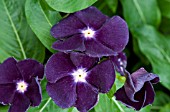 CATHARANTHUS ROSEUS JAMS N JELLIES BLACKBERRY