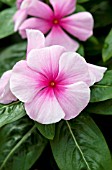 CATHARANTHUS ROSEUS PACIFICA BLUSH