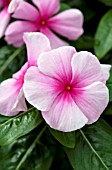 CATHARANTHUS ROSEUS PACIFICA BLUSH