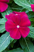 CATHARANTHUS ROSEUS PACIFICA CRANBERRY