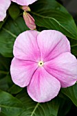 CATHARANTHUS ROSEUS PACIFICA ICY PINK