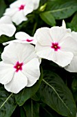 CATHARANTHUS ROSEUS PACIFICA POLKA DOT