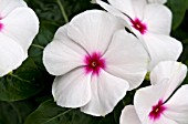 CATHARANTHUS ROSEUS PACIFICA POLKA DOT