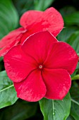 CATHARANTHUS ROSEUS TITAN DARK RED