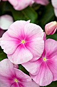 CATHARANTHUS ROSEUS TITAN ICY PINK