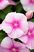 CATHARANTHUS ROSEUS TITAN ICY PINK