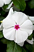 CATHARANTHUS ROSEUS TITAN POLKA DOT