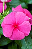 CATHARANTHUS ROSEUS TITAN PUNCH