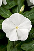 CATHARANTHUS ROSEUS TITAN PURE WHITE