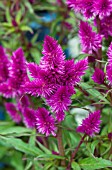 CELOSIA INTENZ