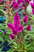 CELOSIA INTENZ