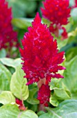 CELOSIA KIMONO CHERRY RED