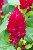 CELOSIA KIMONO CHERRY RED