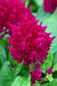 CELOSIA KIMONO ROSE