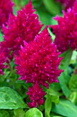 CELOSIA KIMONO ROSE