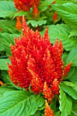 CELOSIA PLUMOSA GLORIOUS ORANGE