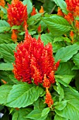 CELOSIA PLUMOSA GLORIOUS ORANGE