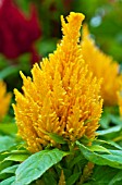 CELOSIA PLUMOSA GLORIOUS YELLOW