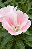 CLARKIA (GODETIA) SATIN