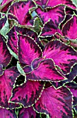 COLEUS CHOCOLATE COVERED CHERRY